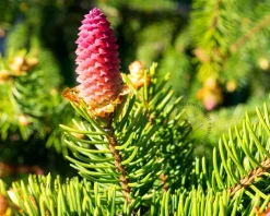 Picea abies 'Acrocona' - 40/50