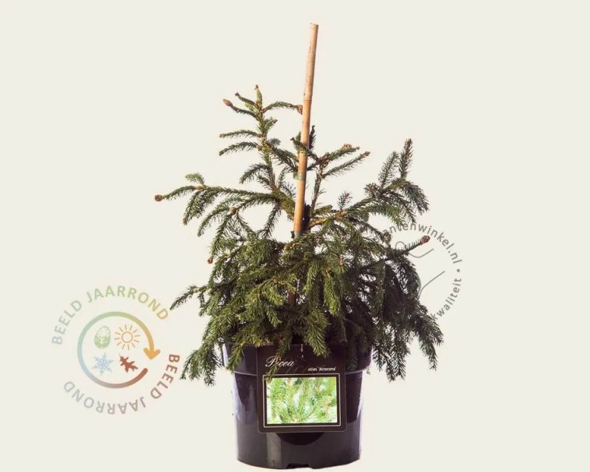 Picea abies 'Acrocona'