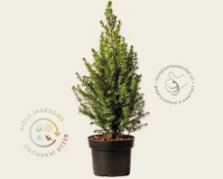 Picea glauca 'Conica'