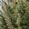 Picea omorika - in pot