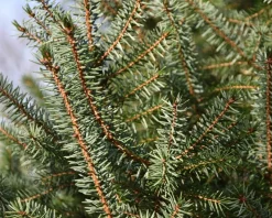 Picea omorika - in pot