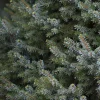 Picea omorika 'Nana'