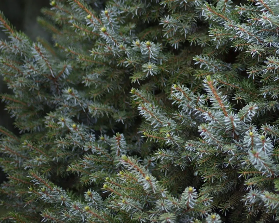 Picea omorika 'Nana'
