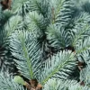 Picea pungens 'Glauca Globosa'