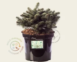 Picea pungens 'Glauca Globosa'