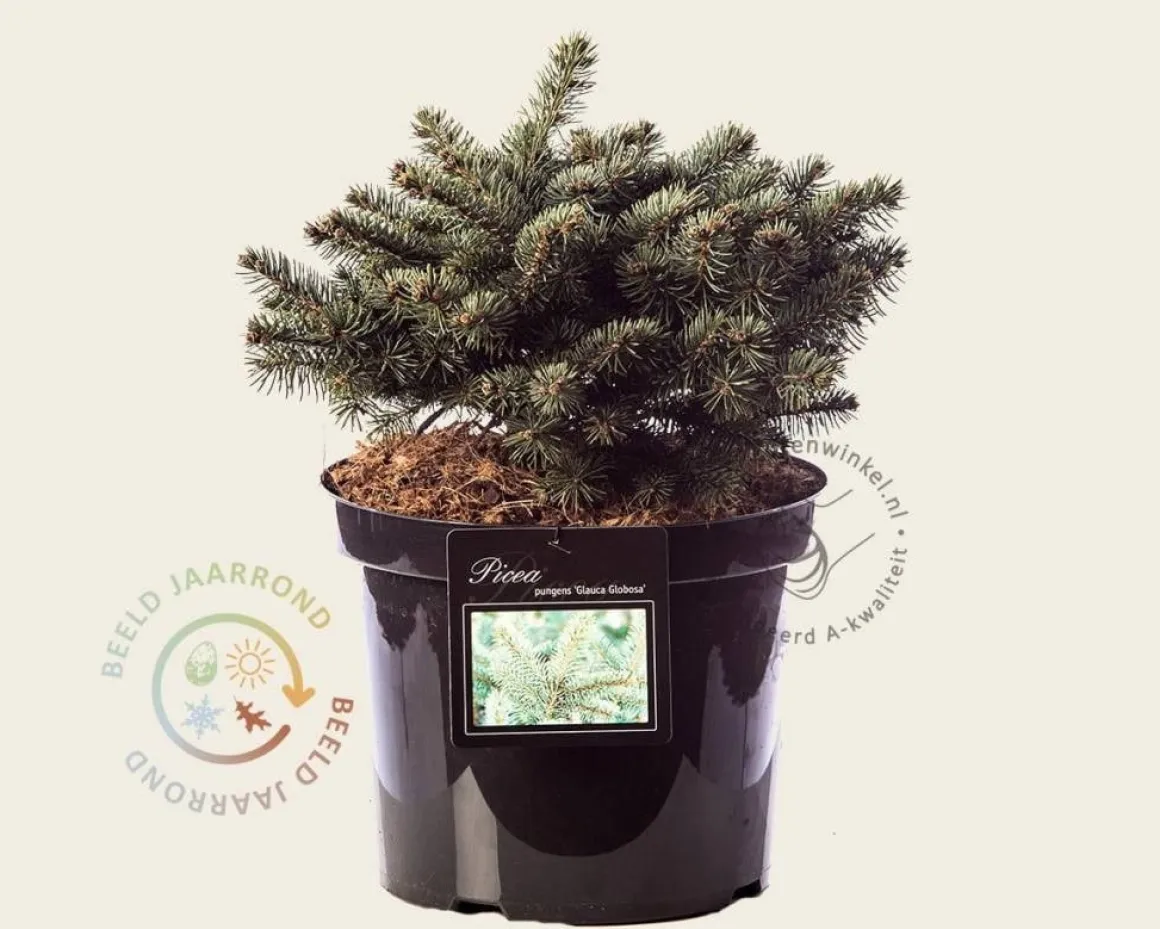 Picea pungens 'Glauca Globosa'
