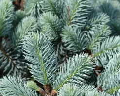 Picea pungens 'Glauca Globosa'