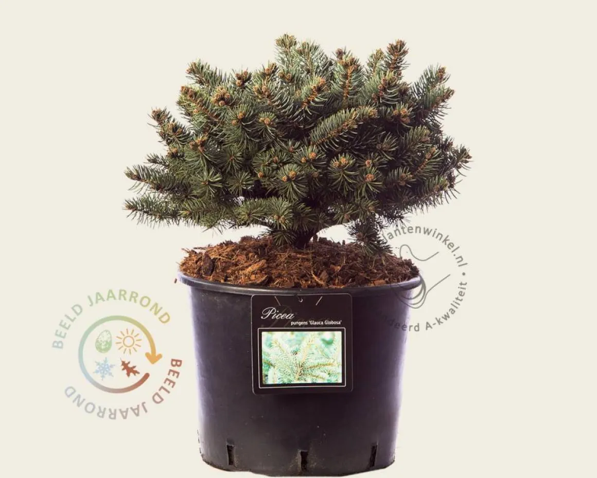 Picea pungens 'Glauca Globosa'