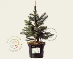 Picea pungens 'Koster' 30/40