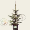 Picea pungens 'Oldenburg'