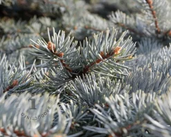 Picea pungens 'Oldenburg'