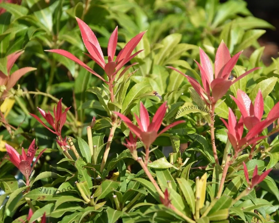 Pieris 'Forest Flame'