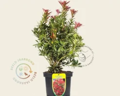 Pieris japonica 'Carnaval'