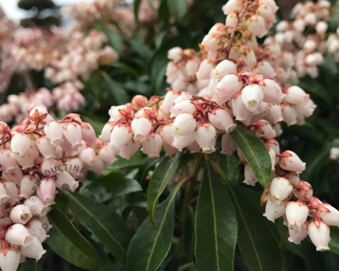 Pieris japonica 'Katsura'