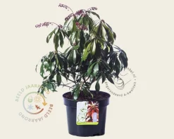 Pieris japonica 'Katsura'