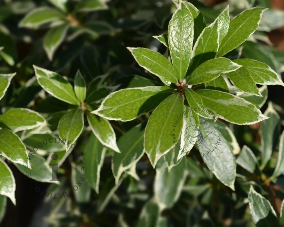 Pieris japonica 'Little Heath'
