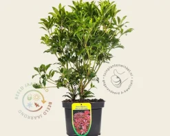 Pieris japonica 'Mountain Fire'
