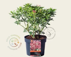 Pieris japonica 'Polar Passion'