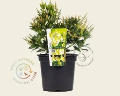Pieris japonica 'Prelude'