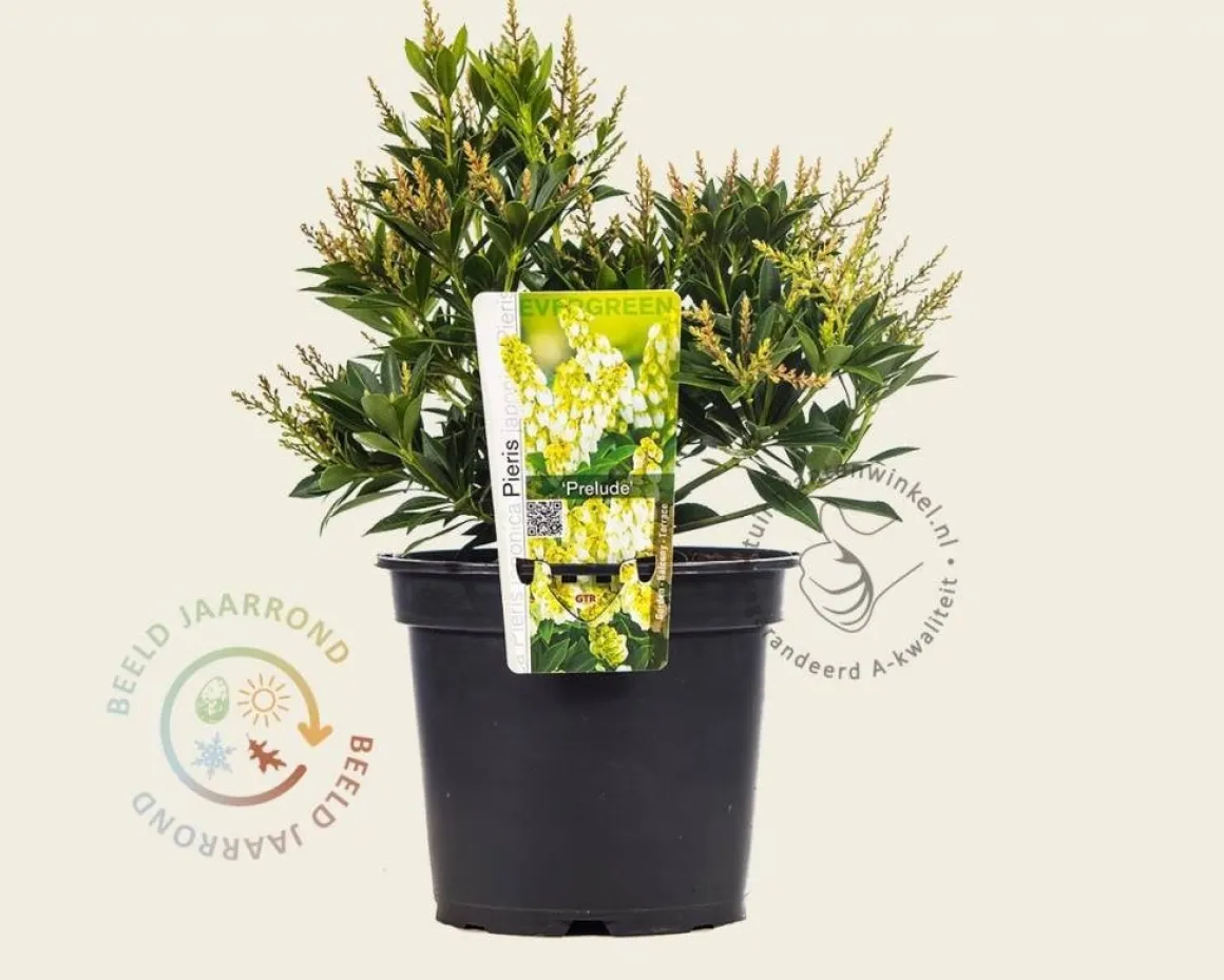 Pieris japonica 'Prelude'