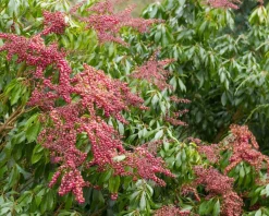 Pieris japonica 'Valley Valentine'