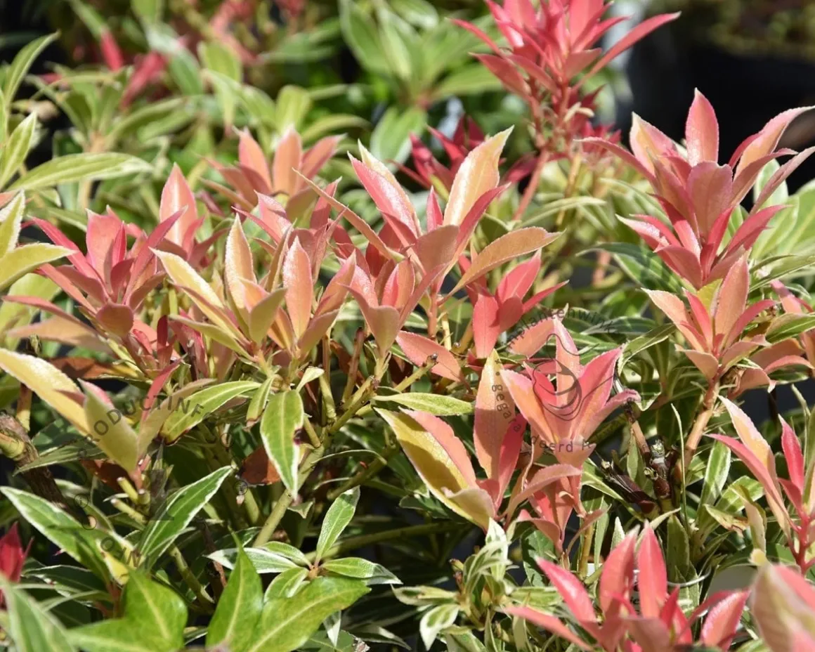 Pieris japonica 'Variegata'
