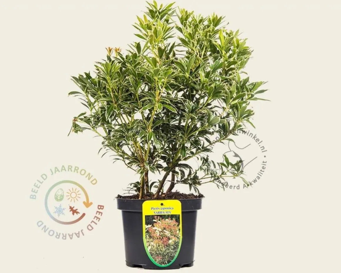 Pieris japonica 'Variegata'