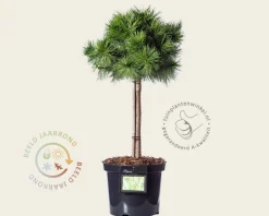 Pinus densiflora 'Jane Kluis' - 40 cm stam