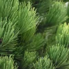 Pinus heldreichii 'Compact Gem' 35/45