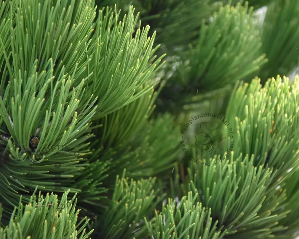 Pinus heldreichii 'Compact Gem' 35/45