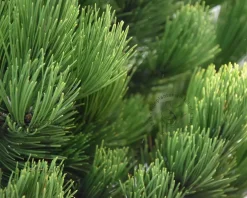 Pinus heldreichii 'Compact Gem' 20/25