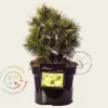 Pinus mugo 'Mops'