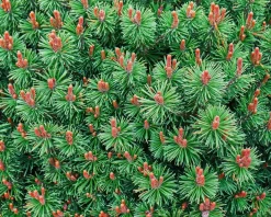 Pinus mugo 'Mops'