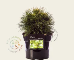 Pinus mugo 'Varella'
