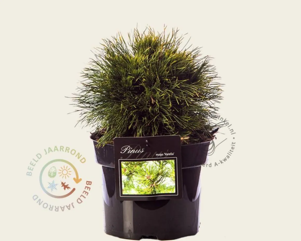 Pinus mugo 'Varella'
