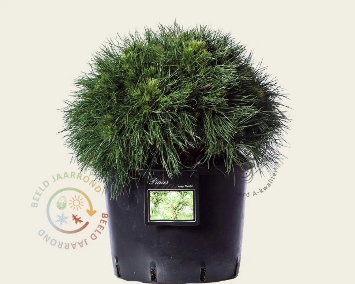 Pinus mugo 'Varella' 035/+