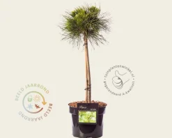 Pinus mugo 'Varella' - 40 cm stam