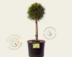 Pinus mugo 'Varella' - 40 cm stam extra dik