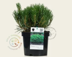 Pinus mugo var. pumilio
