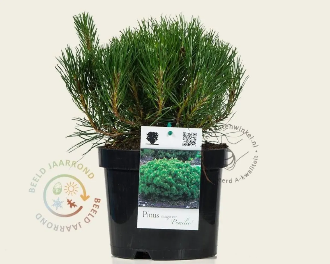Pinus mugo var. pumilio
