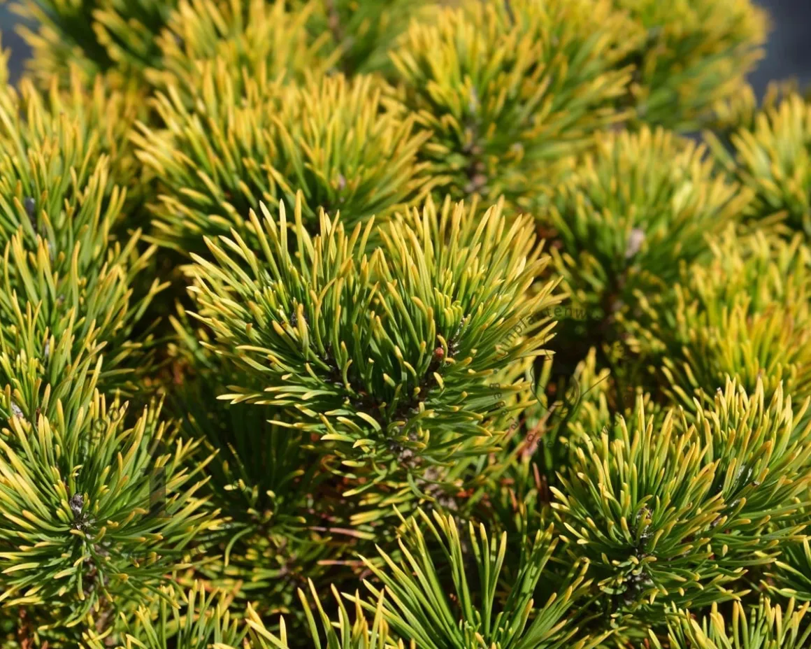Pinus mugo 'Winter Gold'