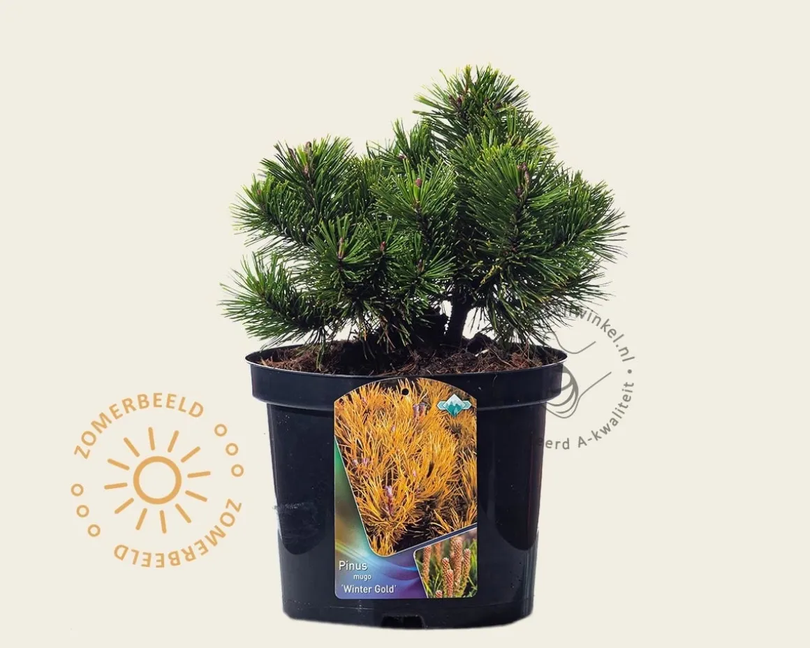 Pinus mugo 'Winter Gold'