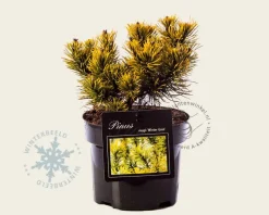 Pinus mugo 'Winter Gold'