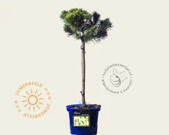 Pinus mugo 'Winter Gold' - 40 cm stam