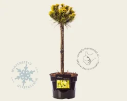 Pinus mugo 'Winter Gold' - 40 cm stam
