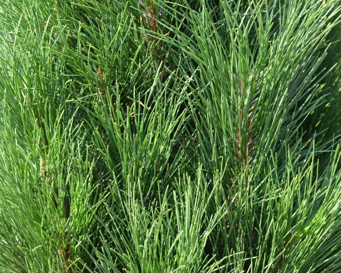 Pinus nigra 'Green Tower'