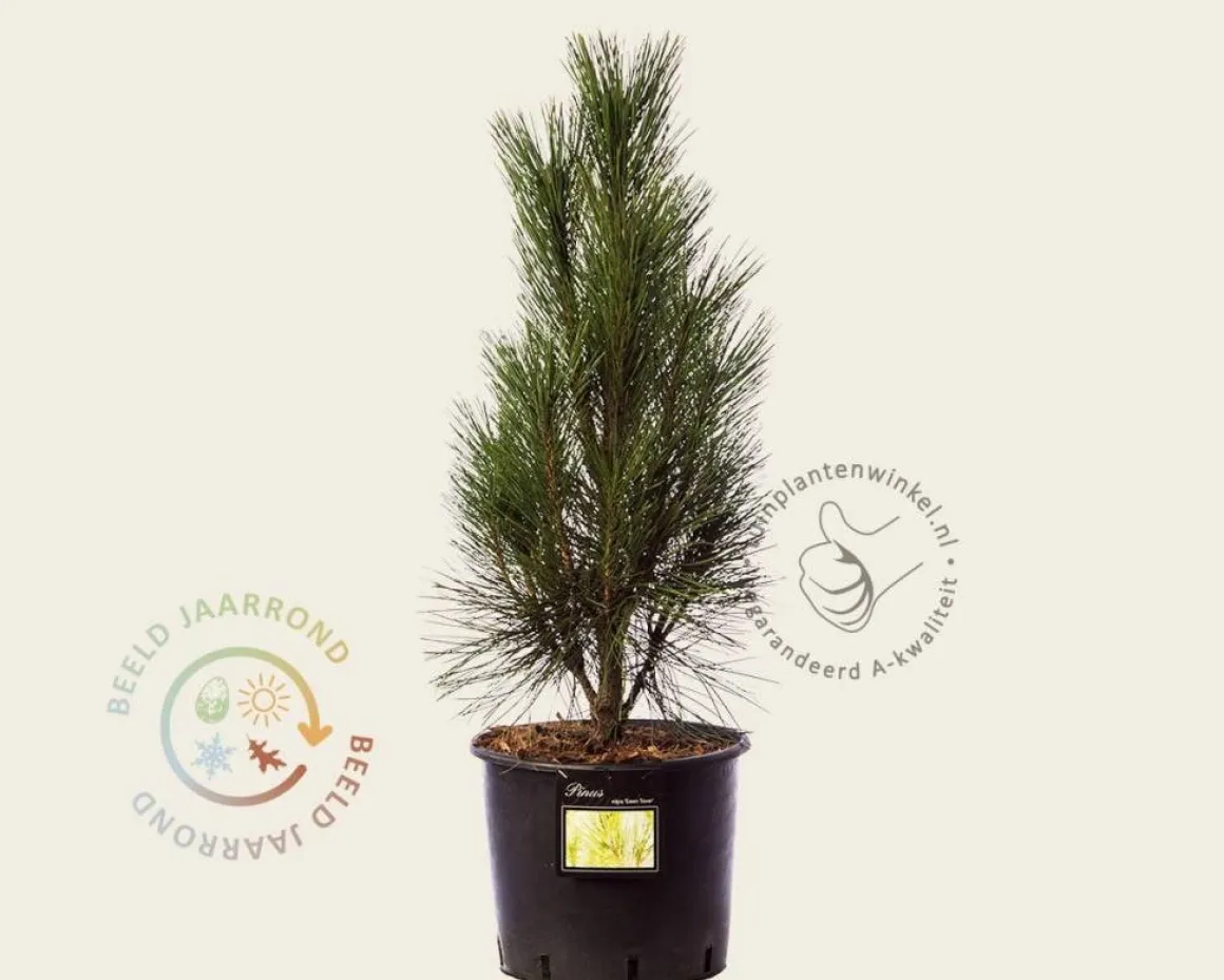 Pinus nigra 'Green Tower'