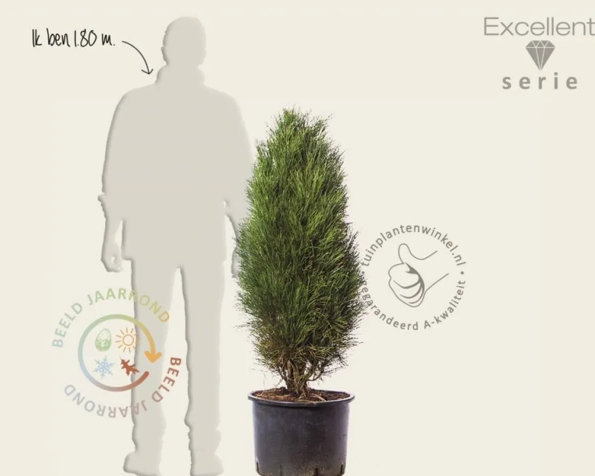 Pinus nigra 'Green Tower' 100/125 - Excellent