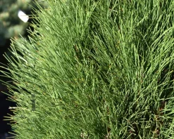 Pinus nigra 'Green Tower' 100/125 - Excellent