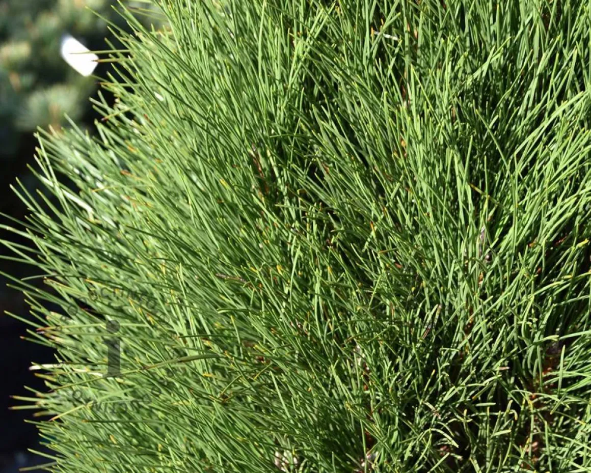 Pinus nigra 'Green Tower' 100/125 - Excellent
